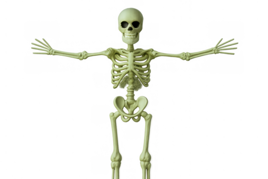 Human skeleton model in t-pose, representing anatomy, death, and medical studies on transparent background