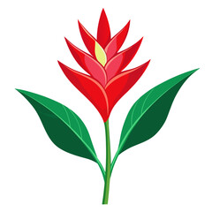  heliconia red on white background