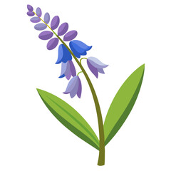 hyacinthoide  hispanica on white background