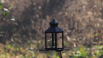 Great tits at a bird feeder in a park, slow motion