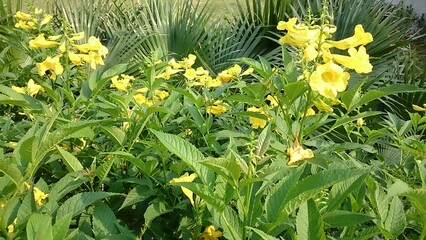 yellow flowers in the garden