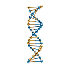 DNA Double Helix Model Scientific Research and Genetics.