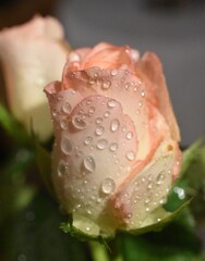 Pink  rosebud with raindrops closeup