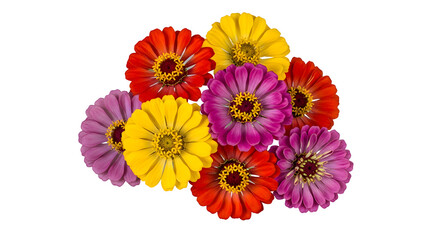 Vibrant Bouquet A Close-Up of Colorful Zinnia Flowers in Full Bloom with White Background