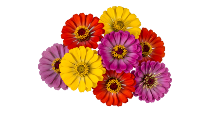 Vibrant Bouquet A Close-Up of Colorful Zinnia Flowers in Full Bloom with White Background