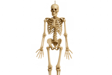 Human skeleton model on transparent background showcasing skull, rib cage, and bones for anatomy and medical study