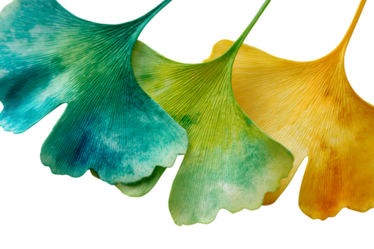 Vibrant ginkgo leaves in a gradient of teal green and yellow on black