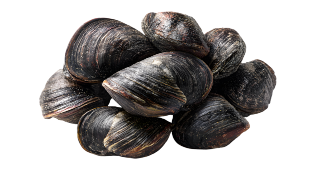 Cluster of fresh mussels in dark shells on a black background