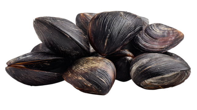 Pile of dark textured mussels on a black background