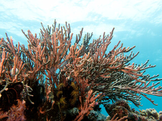 Obraz premium Rumphella Aggregata coral in a shallow reef Boracay Island Philippines