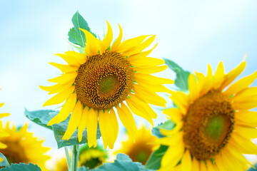 Obraz premium Bright sunflowers bloom under a clear blue sky during summer in a vibrant field