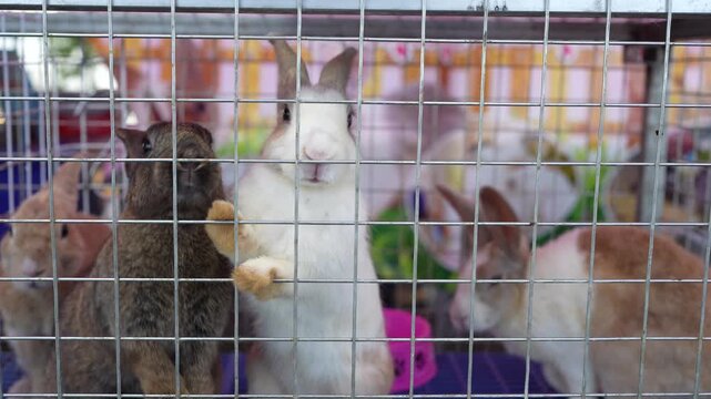 Colorful Caged Animals Cute Rabbits and Squirrel Like Creatures at Petting Zoo, Showcasing Adorable Fur Patterns and Playful Curiosity in Vibrant Fair Setting