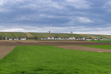 Naklejka premium Austrian village houses along vineyard hills at Grosharras
