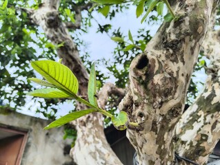 Fototapeta premium Close up of new green leaves on a textured tree trunk