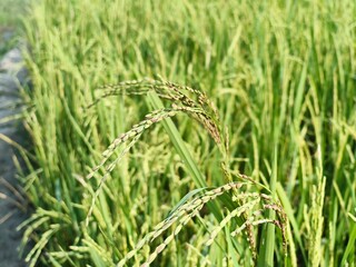 Close up of ripe rice stalks in a field