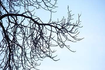 Branches of a leafless tree silhouetted against a clear blue sky during late afternoon