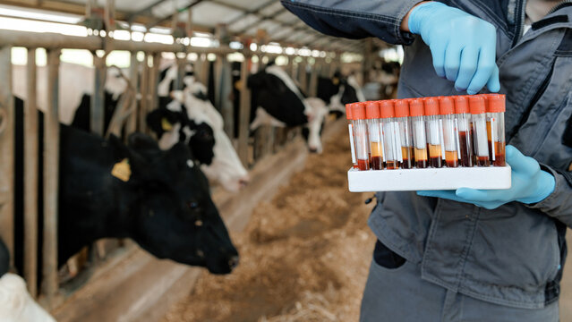 Veterinarian analyzing blood samples from dairy cows in farm barn. Concept analysis monitoring health on livestock cattle vs virus