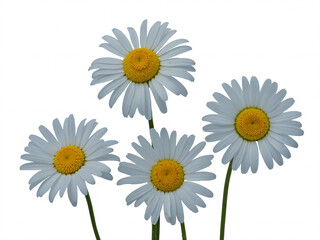 Fototapeta premium Delicate white daisies with bright yellow centers bloom vibrantly against a clean white backdrop, evoking purity and natural beauty for fresh designs.