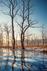 winter landscape with trees and snow