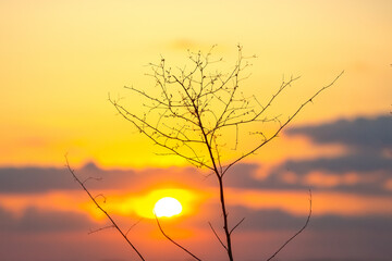 Obraz premium Beautiful sunset behind barren tree branches in tranquil evening sky