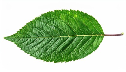 Obraz premium green leaf isolated on white