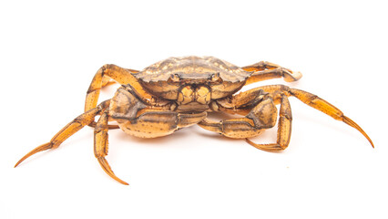 Crab with distinctive features resting on a light background in an indoor setting