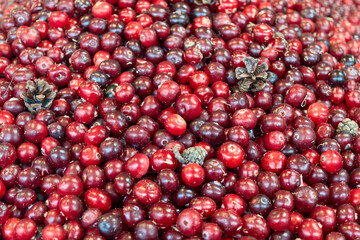 Fresh cranberry berries. Autumn harvest on a market