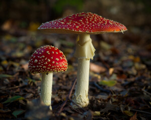 fly agaric mushroom