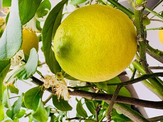 lemon on tree