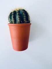 cactus in a pot