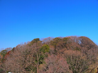 橋の上から見る早春の21世紀の森と広場の枯れ木風景
