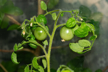 Growing green tomatoes on a vine in a home garden during summer season