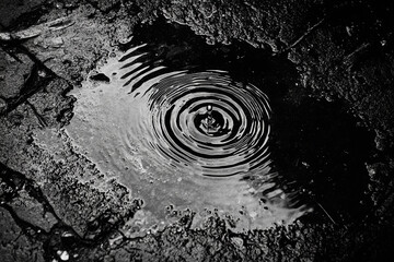 A single raindrop hitting a puddle, creating perfect circular ripples