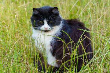 Fototapeta premium Black and white cat resting in tall grass on a sunny day in the countryside