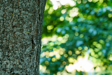 Detailed view of a tree trunk with blurred green leaves in the background during daylight