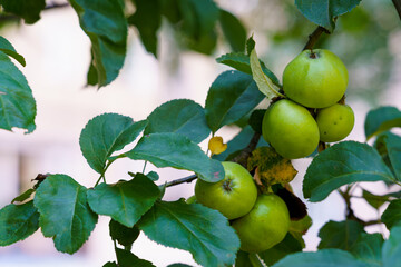 Green apples grow on a tree branch in a sunny garden during late summer afternoons