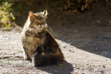 Furry cat resting in sunlight near dirt path on a warm afternoon