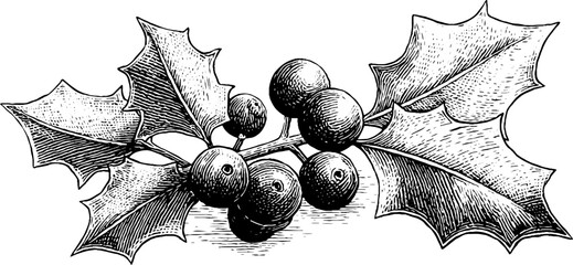 Vintage holly leaves and berries engraving for holiday decor and design