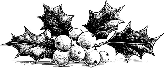 Festive holly leaves and berries in vintage engraving style for holiday decor