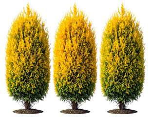 Şeffaf bir arka plan üzerinde mükemmel şekilde kesilmiş 3 Genista scorpius 