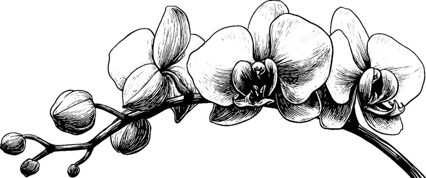 Elegant orchid stem with blossoms in vintage engraving style for botanical art design