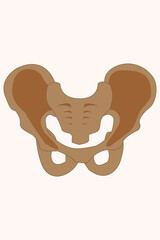 Human pelvis bone illustration showing hip structure in anatomical and educational detail. eps 10