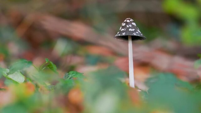 Magpie Inkcap Mushroom on Woodland Floor