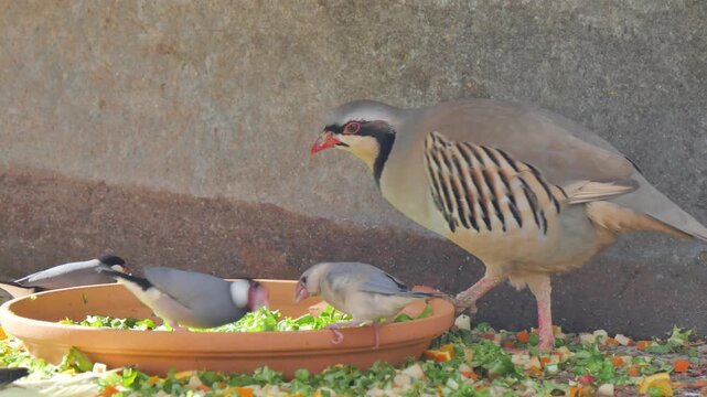 Birds eating from food bowl