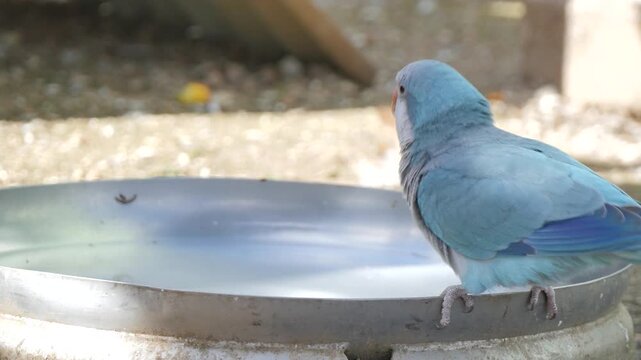 Blue and white bird drinking