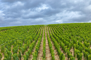 Chablis vineyard rows growing under cloudy sky