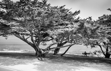 Black and white landscape of California coastline with large leaning trees, bench under the shade, dramatic contrast, minimalistic composition, organic shapes, soft light, peaceful atmosphere, timeles