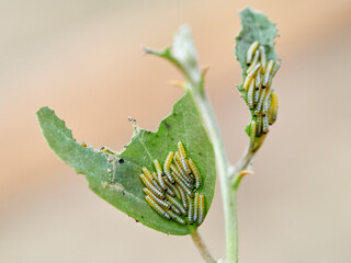 Caterpillar of the Large White butterfly on a plant. It is also known as the 