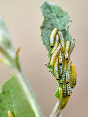 Caterpillar of the Large White butterfly on a plant. It is also known as the 