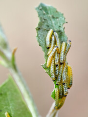 Caterpillar of the Large White butterfly on a plant. It is also known as the 